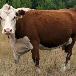 Казахна біла -головна порода корів